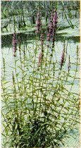 loosestrife-2761297