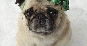 puppy-love-299x160-8856325