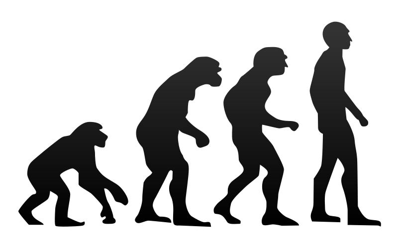 800px-human_evolution-svg-6175057