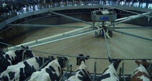 cow-farm-actual-800x600-300x160-2292757