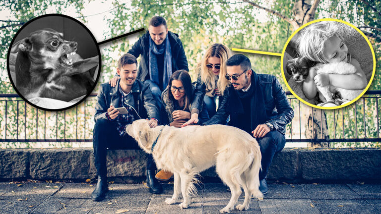 symbolic-dog-experience_2b958a91a5