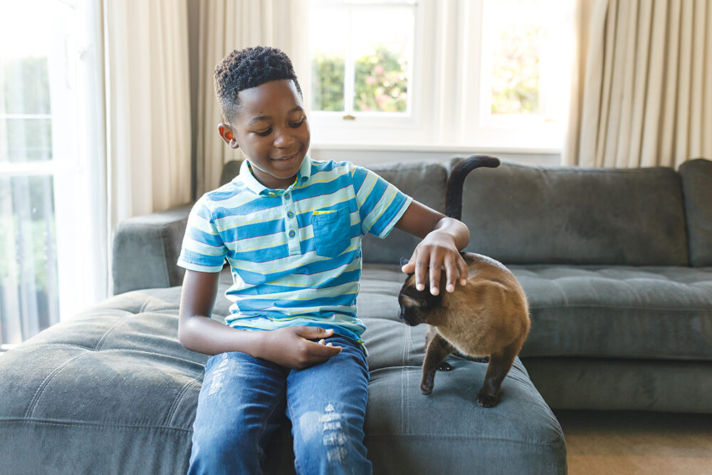 Happy african american boy sitting on couch and petting his cat in sunny living room happy-african-american-boy-sitting-on-couch-and-petting-his-cat-in-sunny-living-room