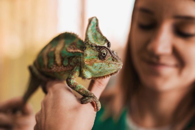 Close up of a chameleon in woman's hand. lizard_1-medium-6012893