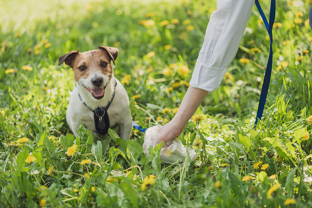 Pet owner picks up dog's poop cleaning up mess pet-owner-picks-up-dogs-poop-cleaning-up-mess