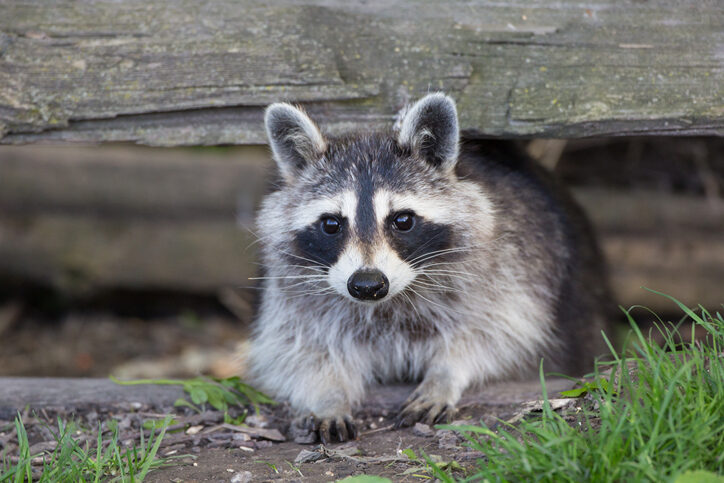 Raccoon raccoon